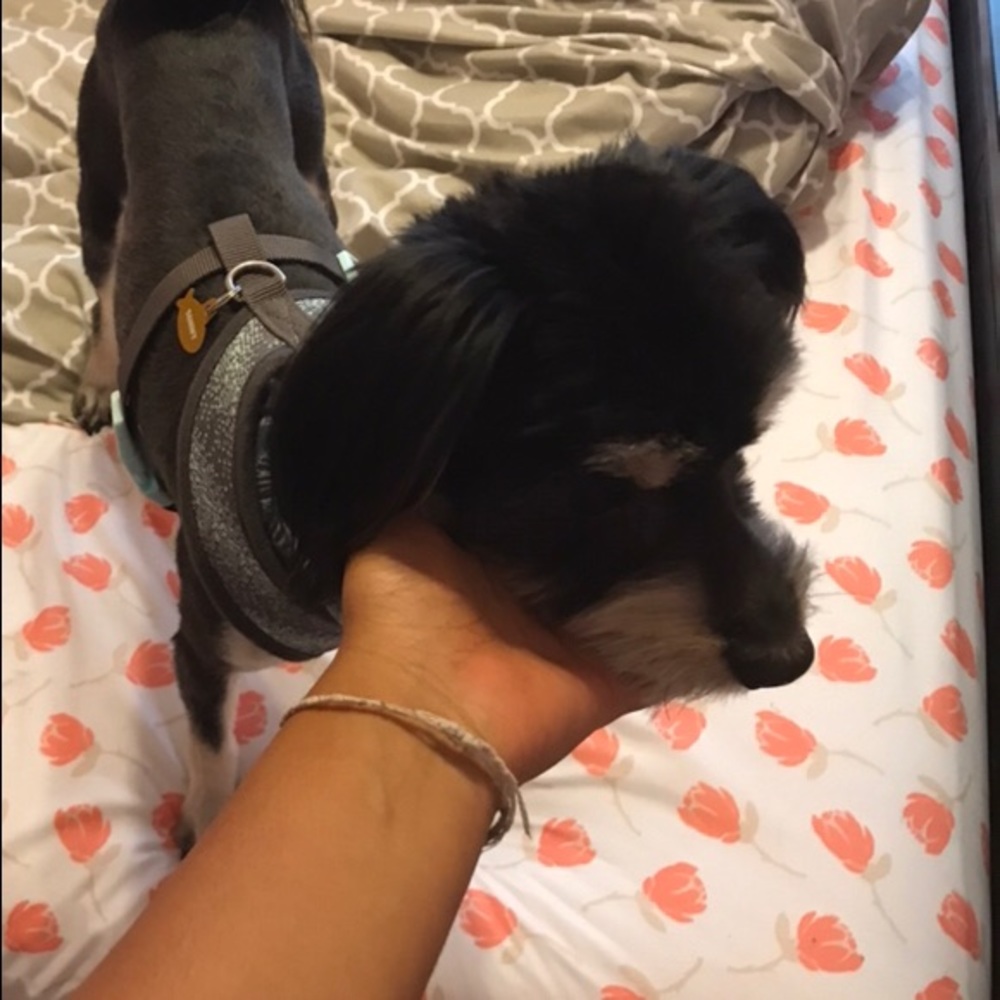 Meet your Posher, Maya